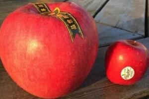 世界上最贵的苹果，日本世界一号苹果(228元1个)