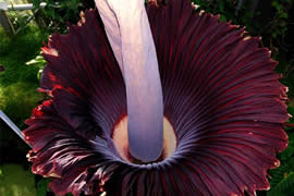 世界上最臭的花，尸香魔芋(臭到800米外)
