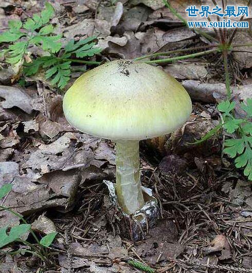 世界上最毒的蘑菇，死亡帽(0.03克即可致人死亡)(www.gifqq.com)