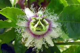 世界上最阴险的吃人植物，日轮花(与蜘蛛一起吃人)