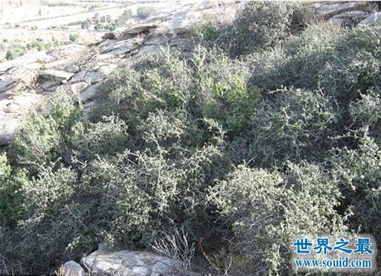 世界上最古老的植物，地中海海草寿命超过10万年(www.gifqq.com)