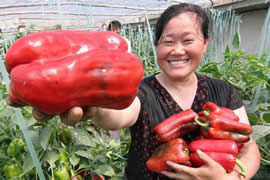 世界上最大的辣椒，长达34.4厘米