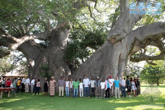 世界上最粗的树，百骑大栗树(直径17.5米)(www.gifqq.com)
