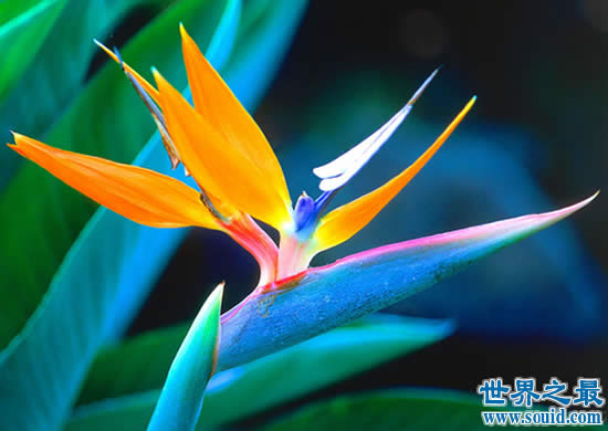 世界上最美的花，盘点十大最美丽的花(www.gifqq.com)
