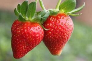 最脏的水果，草莓(有着20中农药残留)