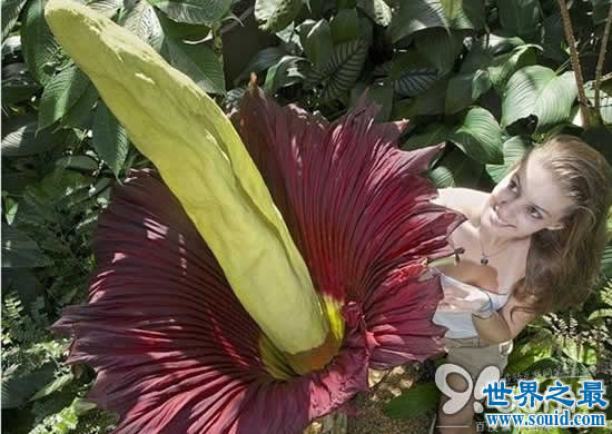 世界上最臭的花，尸香魔芋(臭到800米外)(www.gifqq.com)