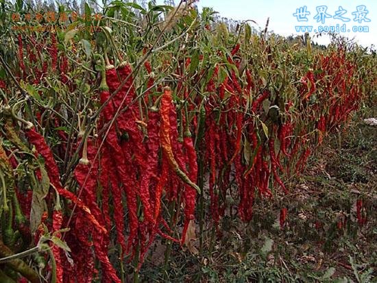 世界上最大的辣椒，长达34.4厘米(www.gifqq.com)