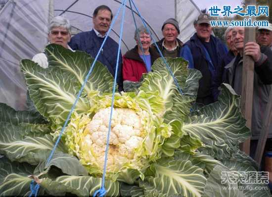 世界上最大的花菜，英国老汉种出54斤超级大花菜(www.gifqq.com)