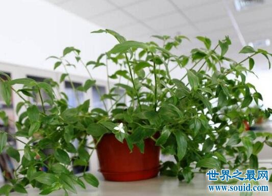 世界上最奇特的植物吸毒草，竟能吸光室内的甲醛(www.gifqq.com)
