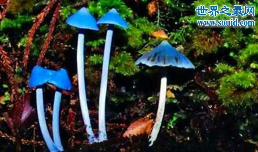 世界十大最奇怪的蘑菇，天蓝蘑菇颜色最鲜艳(www.gifqq.com)