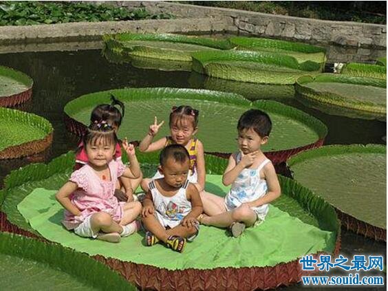 世界上叶片最大的水生植物，王莲(直径达到3米以上)(www.gifqq.com)