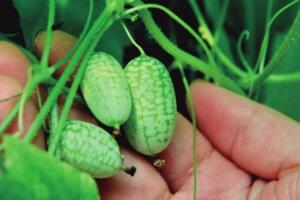 世界最小西瓜佩普基诺，卖到上百一斤(拇指西瓜)