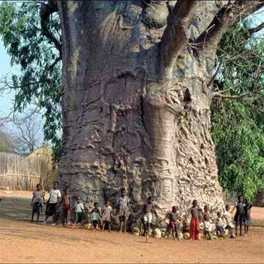 世界上最罕见的树，只在中国才能见到