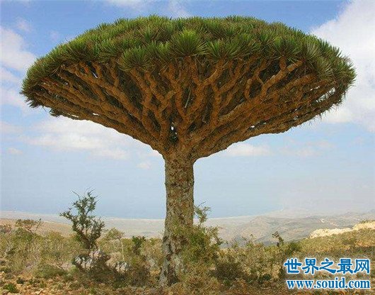 世界上最罕见的树，只在中国才能见到(www.gifqq.com)