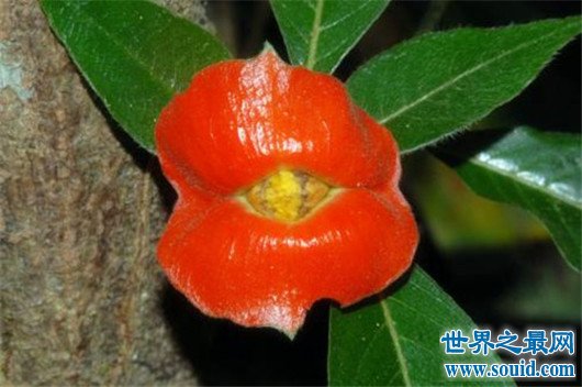 世界十大奇特植物，竟然有这种胎生植物(www.gifqq.com)
