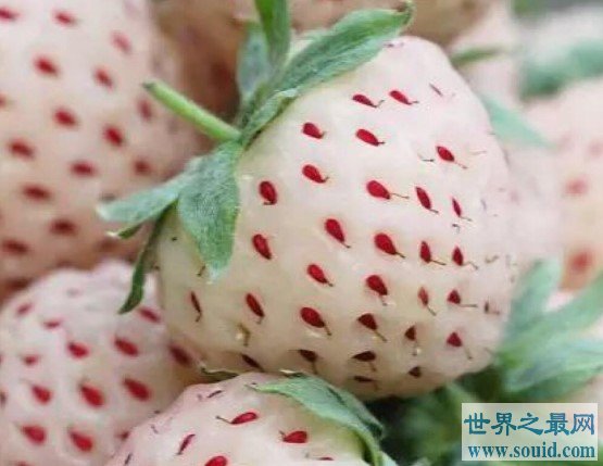 奇特的水果，味道像菠萝的草莓(www.gifqq.com)