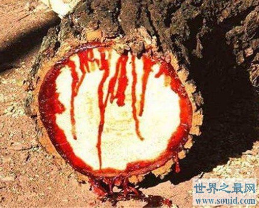 最危险的吸血树，碰上它你的血就会被吸光(www.gifqq.com)