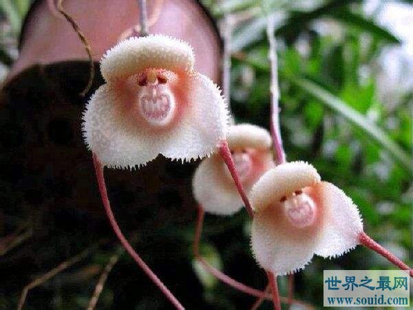 地球上10种最怪的花，“襁褓婴儿”是一种外形可爱的郁金香兰花(www.gifqq.com)