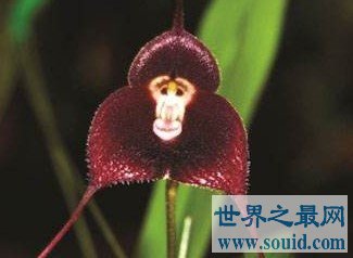 最像猴子的花卉，猴面小龙兰(www.gifqq.com)