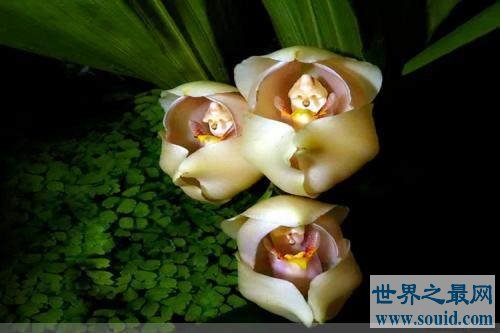 地球上10种最怪的花，“襁褓婴儿”是一种外形可爱的郁金香兰花