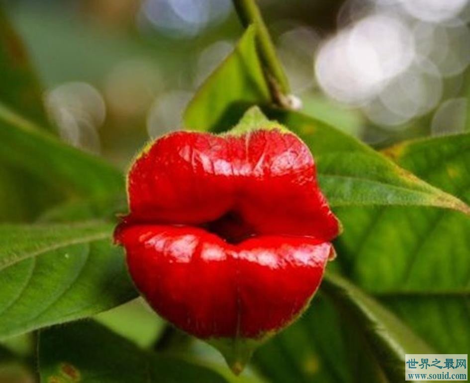 地球上10种最怪的花，“襁褓婴儿”是一种外形可爱的郁金香兰花(www.gifqq.com)