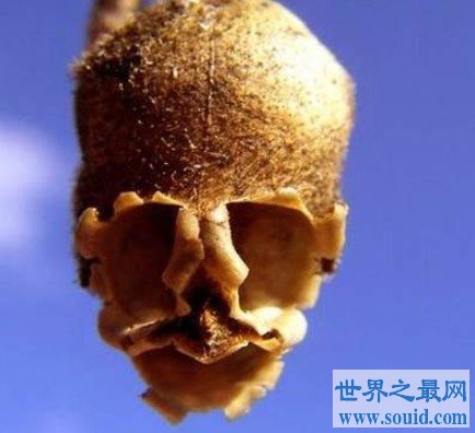 最恶心的植物，长的巨像骷髅状的金鱼草种荚(www.gifqq.com)