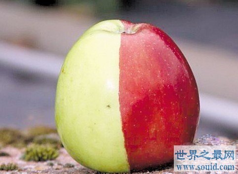 最罕见的苹果，天然分成了半红半绿的颜色(www.gifqq.com)