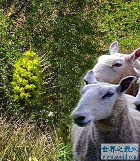 世界上最危险的植物，可以把羊吃掉！