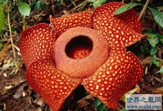 世界上最大最臭的花，长达一米，可以躺下一个人(www.gifqq.com)
