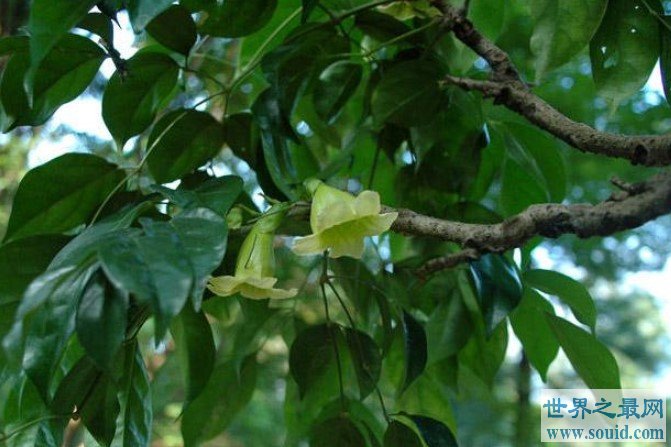 世界上最能带来好运的树，可吸收甲醛苯含抗癌元素(www.gifqq.com)