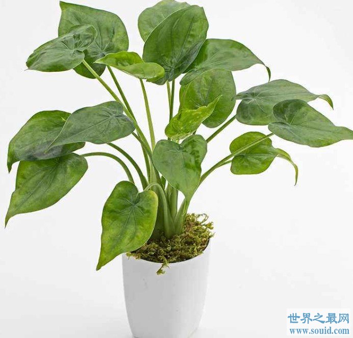 最常见的盆栽植物滴水观音，其实全身都是毒，家里养了要小心(www.gifqq.com)