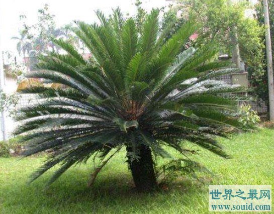 世界上最稀有的植物，只有雄株，没有雌株无法结种子(www.gifqq.com)