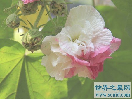 世界上颜色最多变的花，弄色木芙蓉(www.gifqq.com)