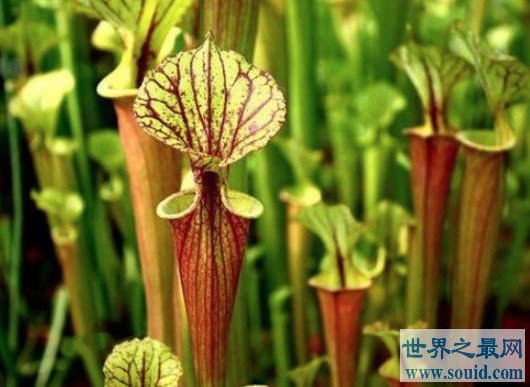 世界上最具有诱惑力的植物，外面甜蜜内心恐怖(www.gifqq.com)