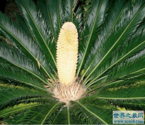 世界上最稀有的植物，只有雄株，没有雌株无法结种子(www.gifqq.com)