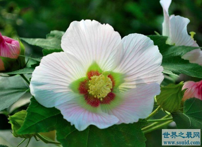 世界上颜色最多变的花，弄色木芙蓉(www.gifqq.com)