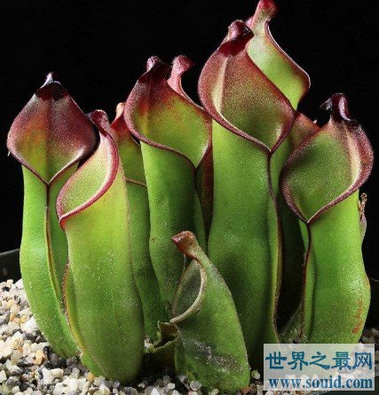 世界上最具有诱惑力的植物，外面甜蜜内心恐怖(www.gifqq.com)