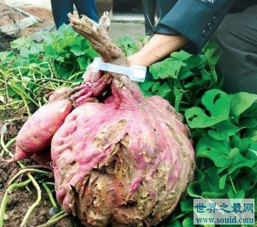 世界上最大的红薯，足足有48斤(www.gifqq.com)
