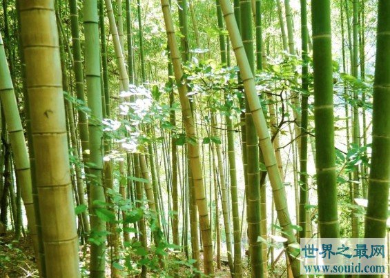 世界上最大的竹子品种，长45米，直径达到30厘米(www.gifqq.com)