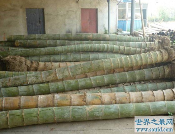 世界上最大的竹子品种，长45米，直径达到30厘米