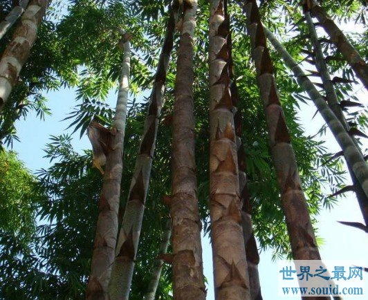 世界上最大的竹子品种，长45米，直径达到30厘米(www.gifqq.com)