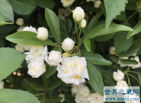 世界上最美的玫瑰花，种植2到3年后才会开花(www.gifqq.com)