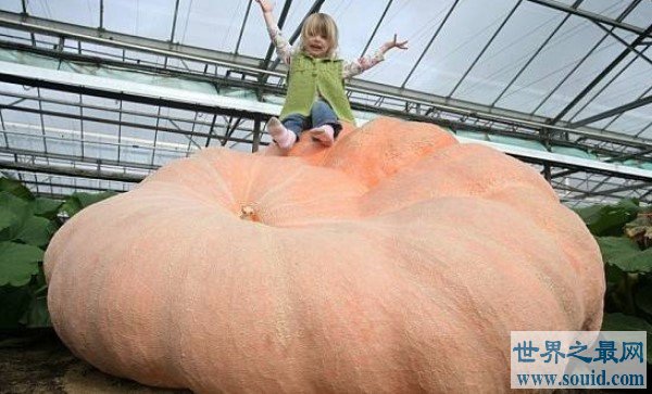 世界上最大的南瓜，居然将近2千斤