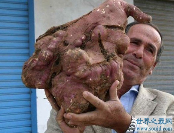 世界上最大的红薯，足足有48斤