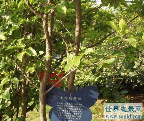 世界上最珍贵的树，全球仅在中国有一颗(www.gifqq.com)