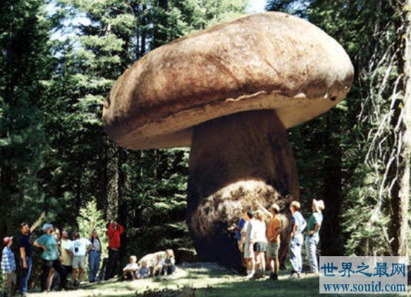 世界上最大的蘑菇，可以活2400年的奥氏蜜环菌