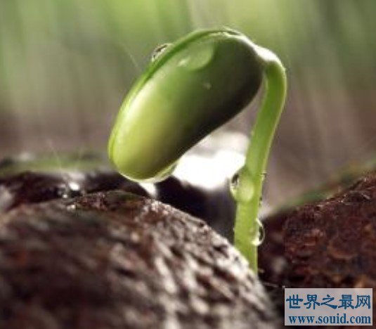 世界上最神奇的种子，云杉种子在人体生根发芽长到5厘米(www.gifqq.com)