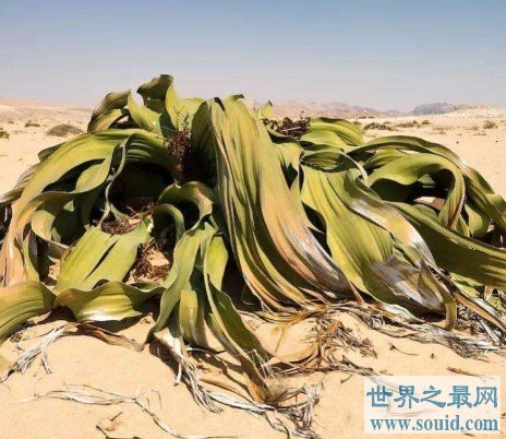 千岁兰能在沙漠中活2000年，远古时期留下的沙漠章鱼(www.gifqq.com)