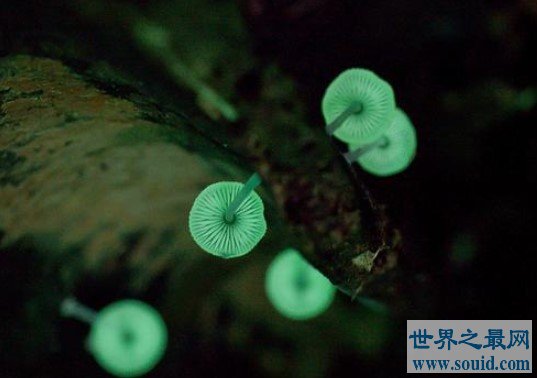 稀少的荧光小菇，森林中雨后飘荡的荧绿色鬼火(www.gifqq.com)