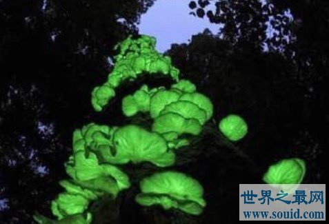 稀少的荧光小菇，森林中雨后飘荡的荧绿色鬼火(www.gifqq.com)